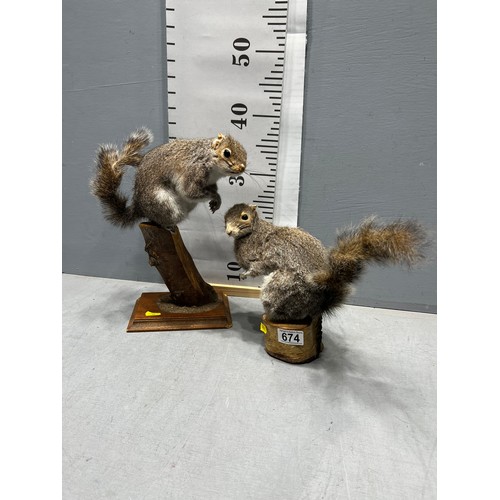 674 - 2 x Taxidermy grey squirrels