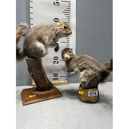 674 - 2 x Taxidermy grey squirrels