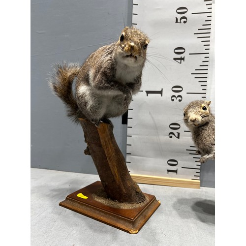 674 - 2 x Taxidermy grey squirrels