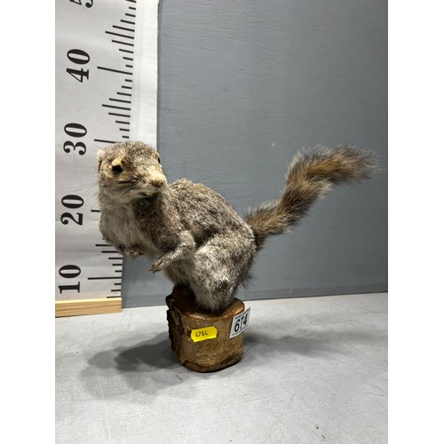 674 - 2 x Taxidermy grey squirrels