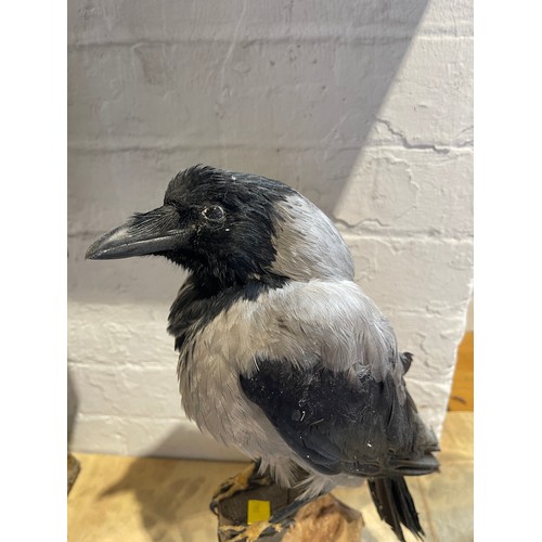 495 - Taxidermy hooded crow