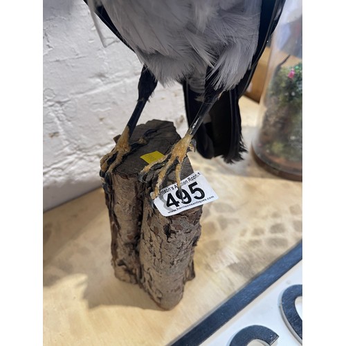 495 - Taxidermy hooded crow