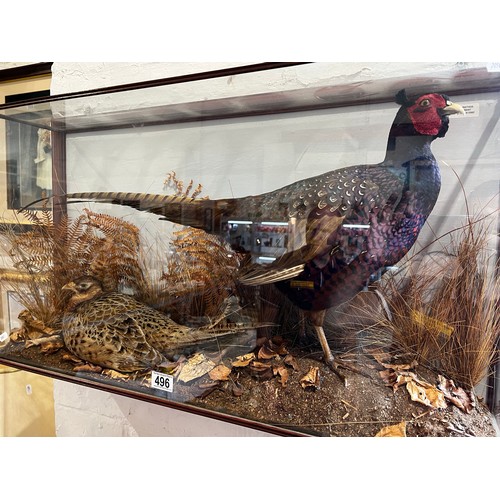 496 - superb Cased Taxidermy pair pheasants. wall mounted