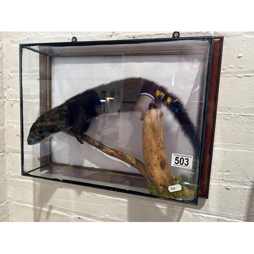 503 - Cased Taxidermy rodent. wall mounted