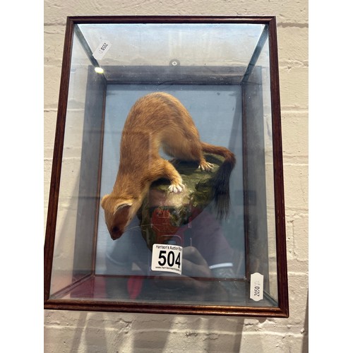 504 - Cased Taxidermy Weasel. wall mounted