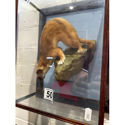 504 - Cased Taxidermy Weasel. wall mounted