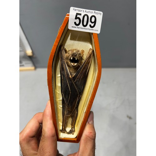 509 - Bat in a coffin