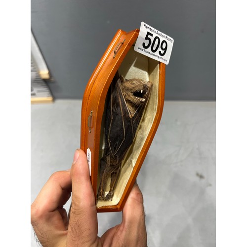 509 - Bat in a coffin