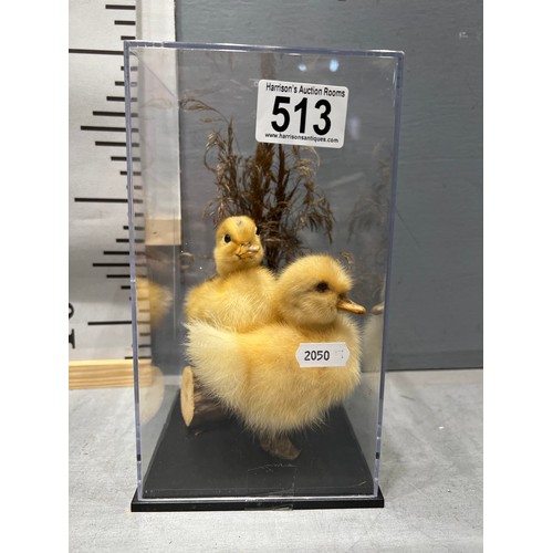 513 - 2 Taxidermy baby ducklings under glass dome