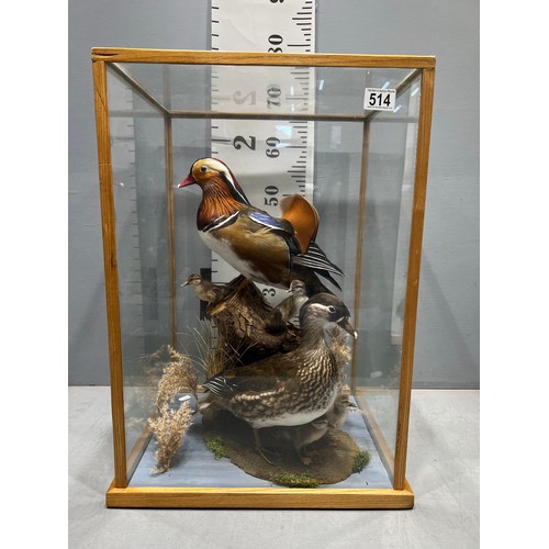 514 - stunning Taxidermy duck / ducklings in glass cabinet