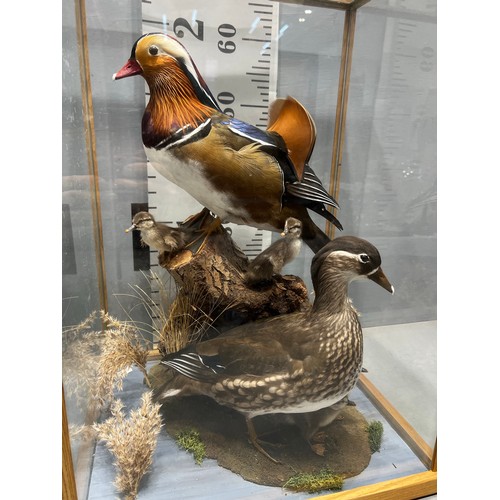 514 - stunning Taxidermy duck / ducklings in glass cabinet