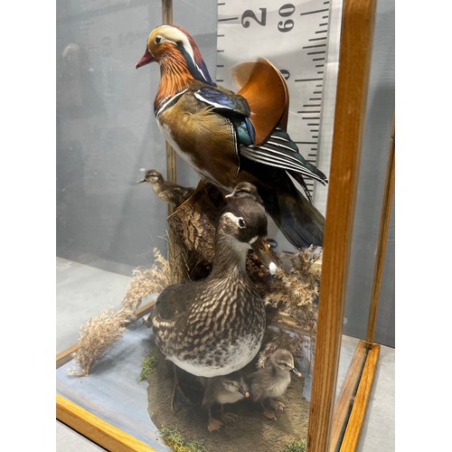 514 - stunning Taxidermy duck / ducklings in glass cabinet