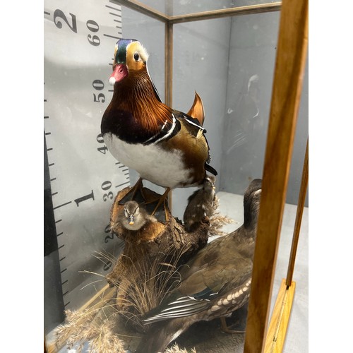 514 - stunning Taxidermy duck / ducklings in glass cabinet