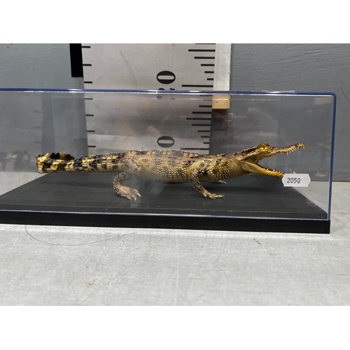 515 - Crocodile in perspex box