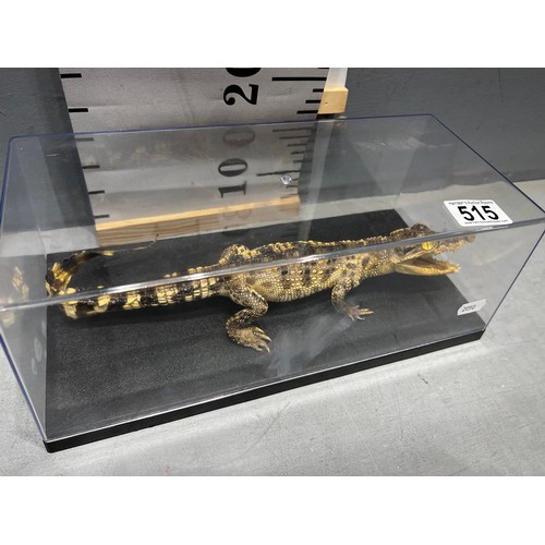 515 - Crocodile in perspex box