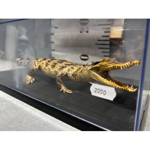 515 - Crocodile in perspex box