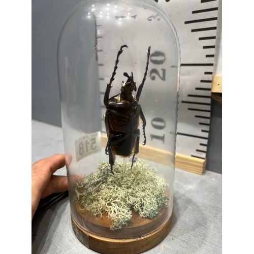 518 - Giant beetle under glass dome