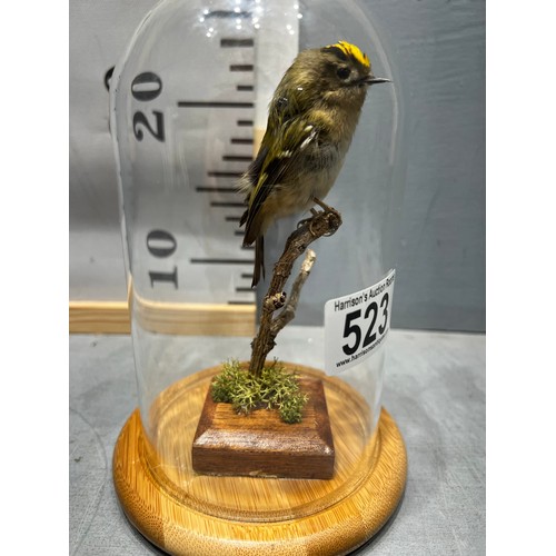 523 - Taxidermy Firecrest bird under glass dome