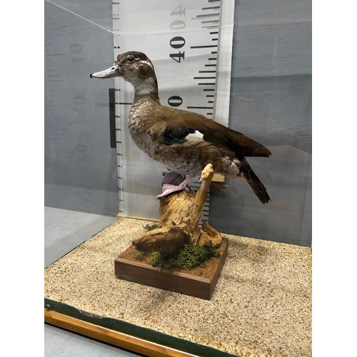 524 - Taxidermy teal duck in glass cabinet