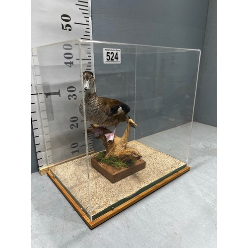 524 - Taxidermy teal duck in glass cabinet