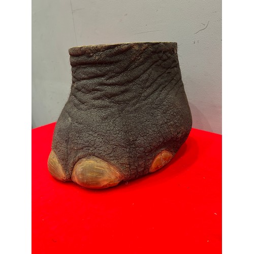 885 - Taxidermy elephants foot stool