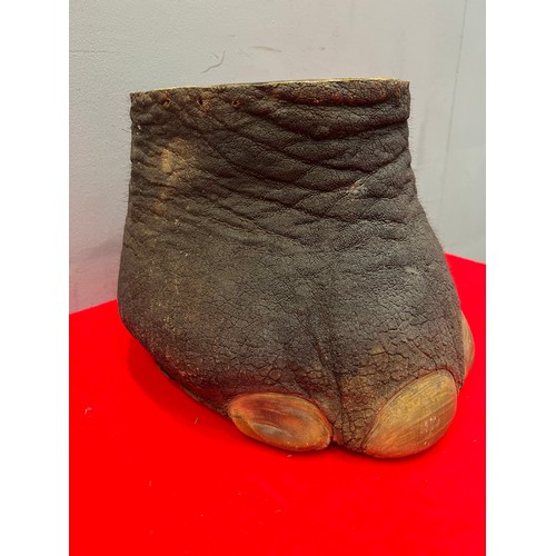 885 - Taxidermy elephants foot stool