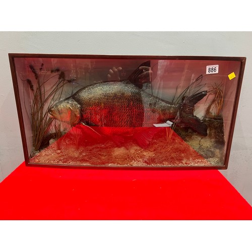 886 - Vintage taxidermy fish. Trout?