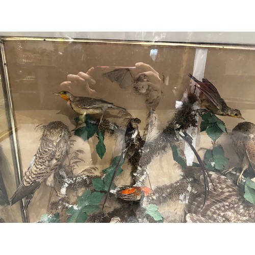 872 - Large cased taxidermy of different birds