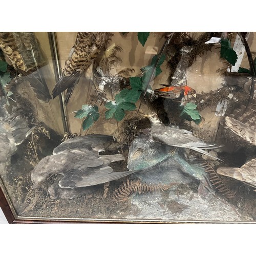 872 - Large cased taxidermy of different birds