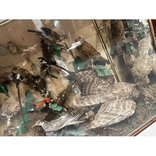 872 - Large cased taxidermy of different birds