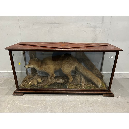 873 - Large impressive vintage taxidermy fox in glass case