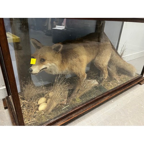 873 - Large impressive vintage taxidermy fox in glass case