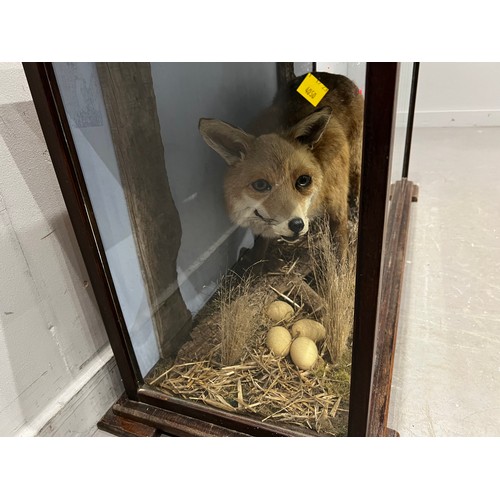 873 - Large impressive vintage taxidermy fox in glass case