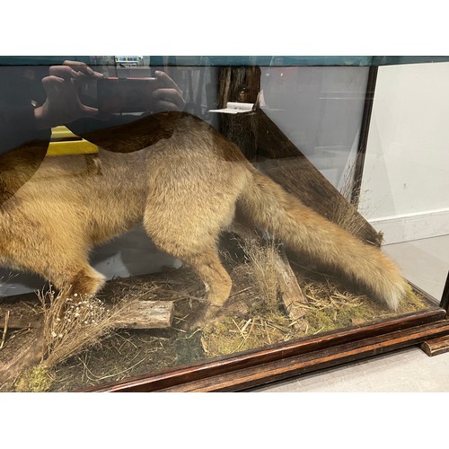 873 - Large impressive vintage taxidermy fox in glass case