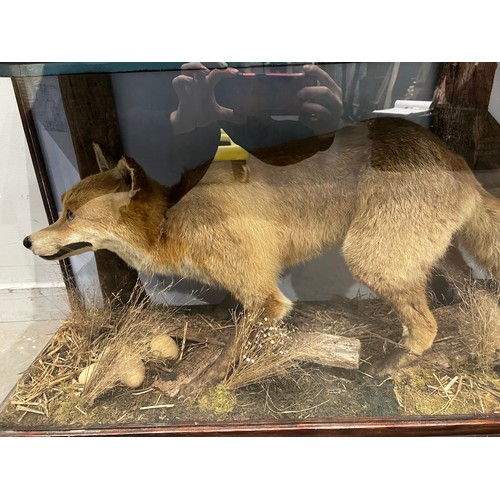 873 - Large impressive vintage taxidermy fox in glass case