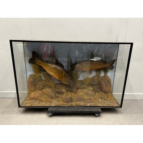 874 - 2 Large taxidermy carp in glass case