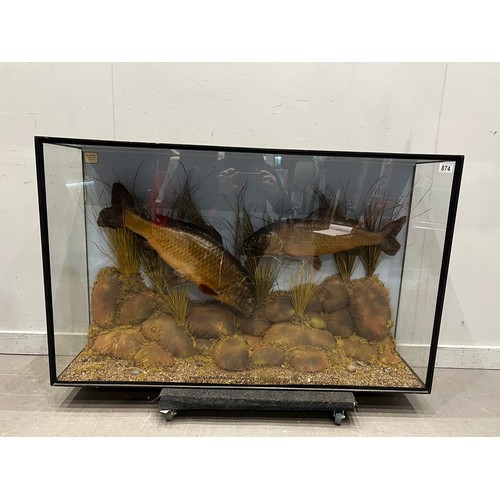 874 - 2 Large taxidermy carp in glass case