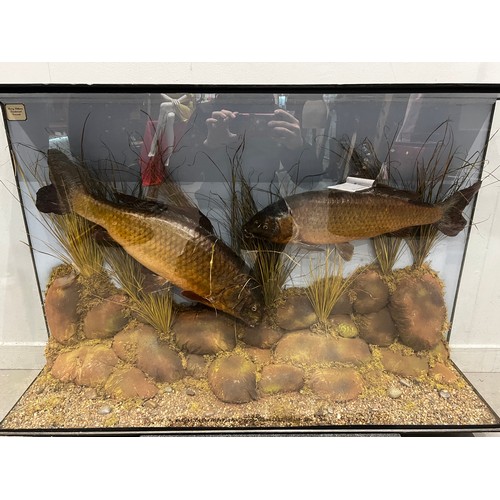 874 - 2 Large taxidermy carp in glass case