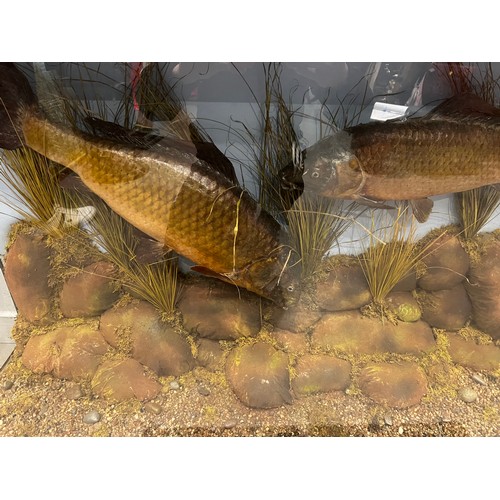 874 - 2 Large taxidermy carp in glass case