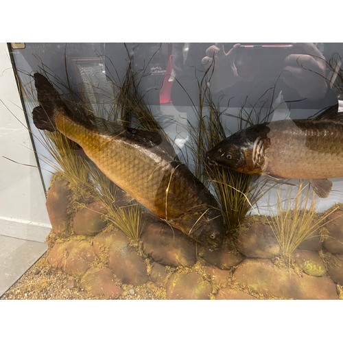 874 - 2 Large taxidermy carp in glass case