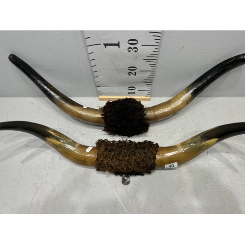 40 - Pair of buffalo horns