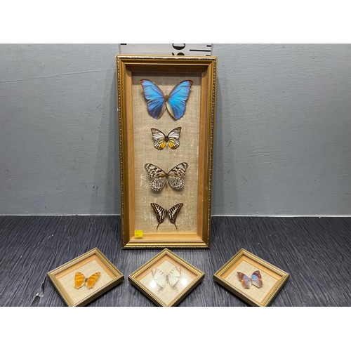 362 - Quantity butterfly taxidermy pictures etc