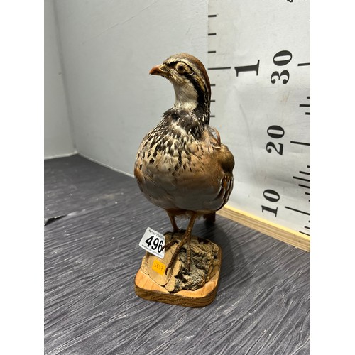 496 - Taxidermy partridge