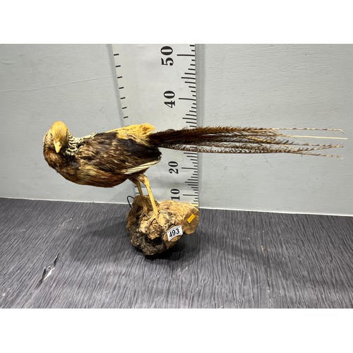 493 - Taxidermy golden pheasant