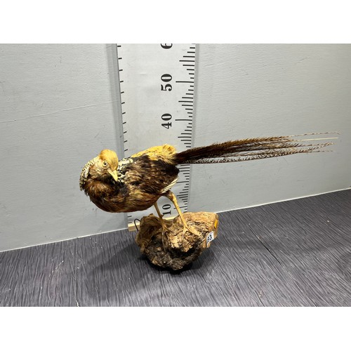 493 - Taxidermy golden pheasant