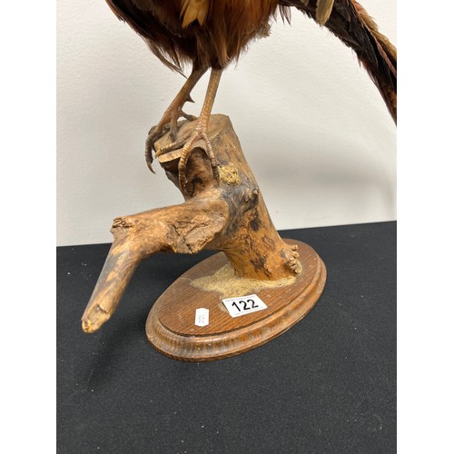 122 - Vintage taxidermy pheasant