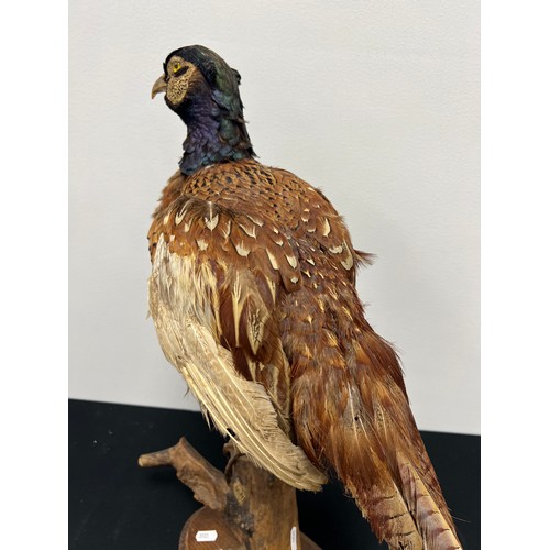 122 - Vintage taxidermy pheasant