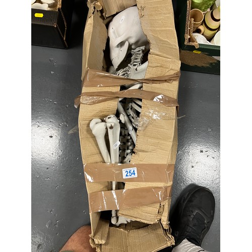Modern skeleton in box