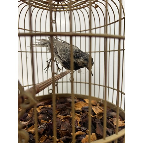 24 - Taxidermi magpie , robin in deco cage