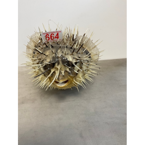 Lot 664       